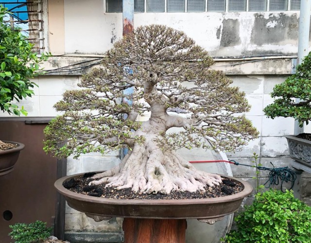 Cây bonsai là gì, nguồn gốc, phân loại và những loại cây đẹp - 7