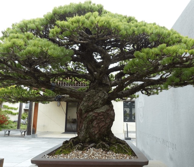 Cây bonsai là gì, nguồn gốc, phân loại và những loại cây đẹp - 11