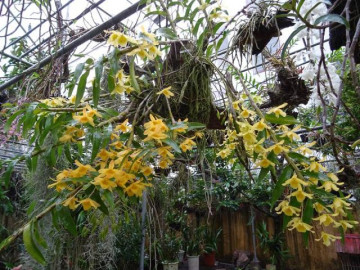 Cách chăm sóc lan đơn giản, cây phát triển tốt ra hoa đẹp