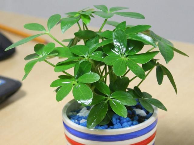 Cây Ngũ Gia Bì: Ý nghĩa, tác dụng và cách trồng tươi tốt