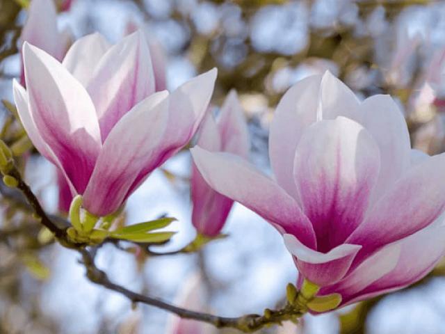 Cây Hoa Mộc Lan - Ý nghĩa và cách trồng giúp hoa nở đẹp