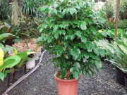 Nhà đẹp - Cây Hạnh Phúc hợp mệnh gì? Đặc điểm, ý nghĩa phong thủy và cách trồng