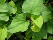 Sức khỏe - 3 thứ nên ăn, 3 nước nên uống giúp chị em tránh xa bệnh phụ khoa, bảo vệ buồng trứng