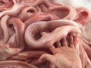 Xem ăn chơi - Loài cá da trơn "xấu hết phần thiên hạ", trông thì chả ra gì nhưng ăn lại rất ra gì