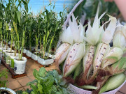 Nhà đẹp - Nữ giám đốc Cần Thơ "cẩu" 3 tấn đất lên sân thượng trồng ngô, thành quả choáng ngợp