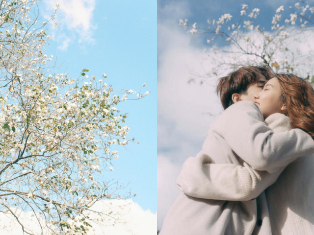 Những con đường ngập hoa ban ở Đà Lạt tháng 12: Mình gặp nhau khi mùa hoa nở nhé!