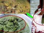 Xem ăn chơi - Loại đặc sản nghe tên thì mất vệ sinh mà lại được xem là món ngon thượng hạng