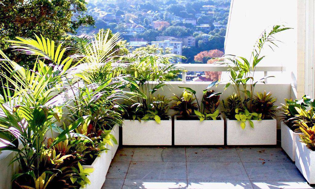 3 nguyên tắc vàng khi trồng cây phong thủy ở ban công chung cư để hút tài lộc vào nhà - 3