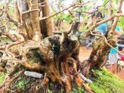 Nhà đẹp - Ngắm cây ổi dáng "kỳ quái" khiến nhiều đại gia chơi cây cảnh mê mẩn