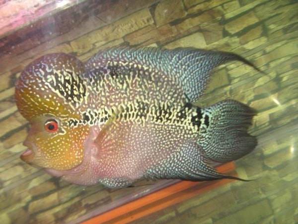 Cá La Hán có bao nhiêu loại, cách nuôi và chăm sóc lên form| Vuathuysinh