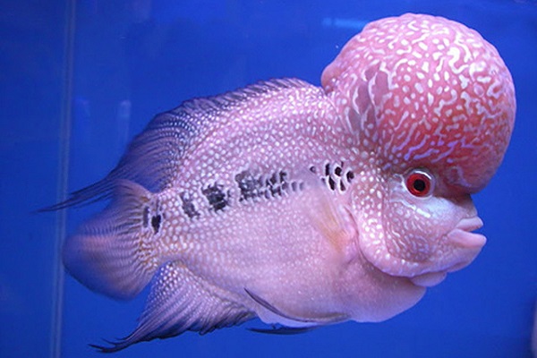 Cá La Hán - đặc điểm sinh học và kỹ thuật nuôi