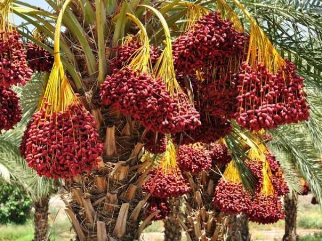 Cây Chà Là - Kỹ thuật trồng và cách chăm sóc giúp sinh trưởng tốt