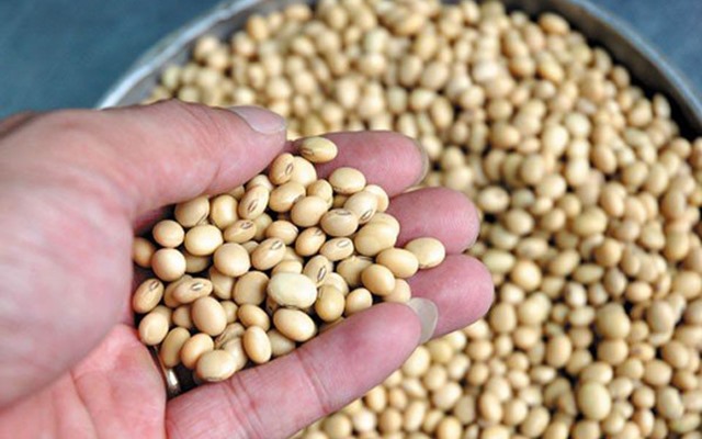Chọn đậu nành ngon sạch