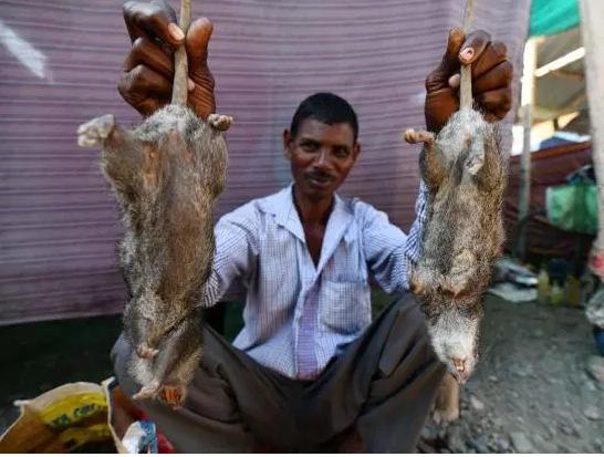 Ở nơi thịt chuột được coi là đặc sản amp;#34;tuyệt đỉnh kungfuamp;#34; còn phổ biến hơn gà hay lợn - 4
