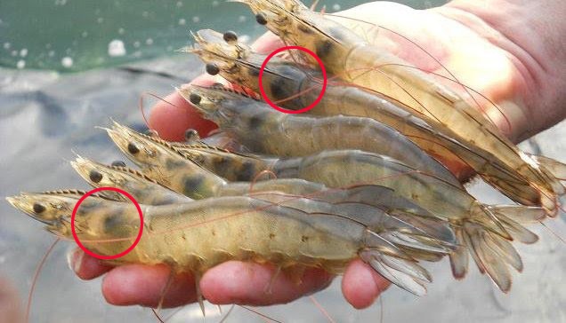 Hấp cua, gái Quảng Ninh mách 1 chiêu khiến cua ngon, không bao giờ rụng càng, bảo quản được lâu - 5
