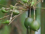 Xem ăn chơi - Loại quả 50 năm mới kết trái 1 lần, bán gần 1 triệu/quả vẫn nhiều người mua