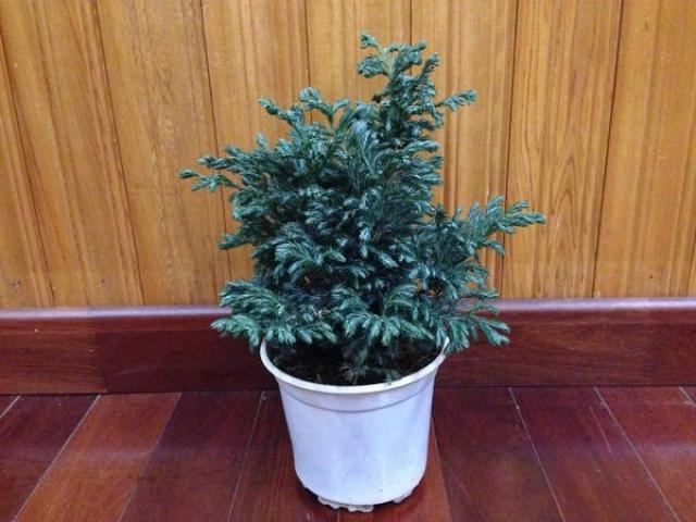 Cây tuyết tùng - ý nghĩa, công dụng và cách chăm sóc cây phong thủy