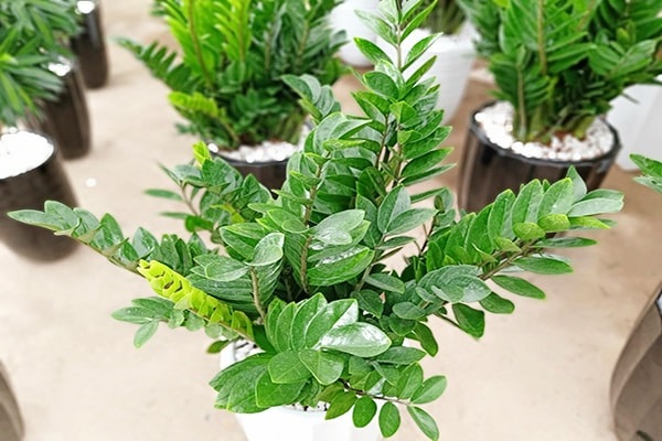 12 loại cây phong thủy theo tuổi, mệnh mang lại tài lộc và sức khỏe - 1
