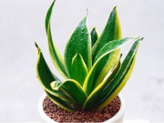 Nhà đẹp - 12 loại cây phong thủy theo tuổi, mệnh mang lại tài lộc và sức khỏe