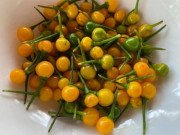 Xem ăn chơi - Bất ngờ loại ớt đắt nhất thế giới giá nửa tỷ một kg được người Việt đem tặng miễn phí