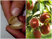 Nhà đẹp - Loại quả ăn xong có thể bỏ hạt ra vườn, cuối năm hoa nở bung, đỡ tốn cả triệu