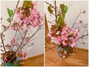 Tiêu dùng - Thêm một loại hoa nhập khẩu dự báo "hot trend" Tết 2021, 130.000 đồng/bó thấy Tết rộn ràng