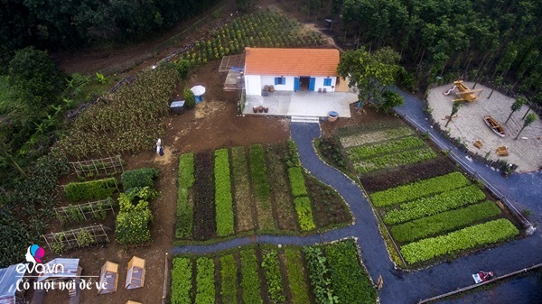 8X Sài Gòn về quê mua đất trồng rau, để bố mẹ đón tuổi già trong vườn 1 héc ta - 4