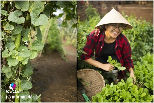 8X Sài Gòn về quê mua đất trồng rau, để bố mẹ đón tuổi già trong vườn 1 héc ta - 15