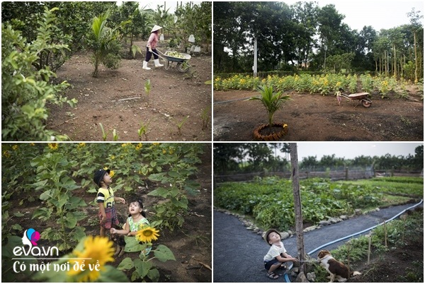 8X Sài Gòn về quê mua đất trồng rau, để bố mẹ đón tuổi già trong vườn 1 héc ta - 8