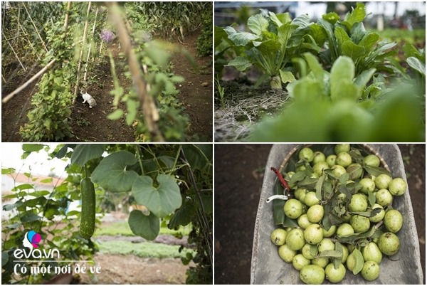 8X Sài Gòn về quê mua đất trồng rau, để bố mẹ đón tuổi già trong vườn 1 héc ta - 26