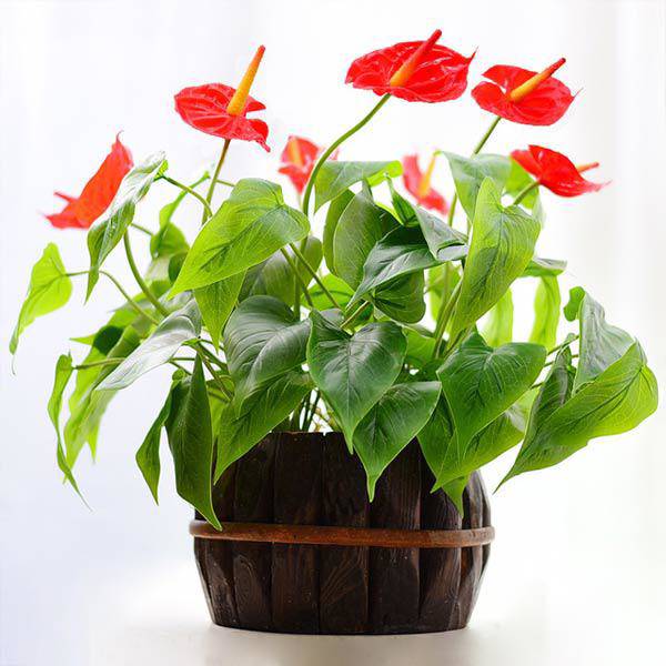 Mệnh Thổ hợp cây gì Top 7 loại cây hợp mệnh Thổ nên trồng