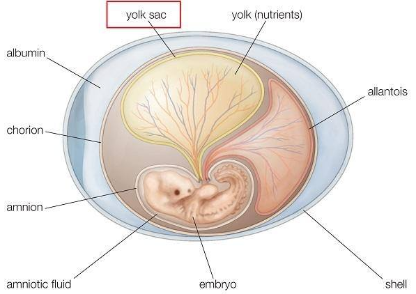 Yolksac là gì? Khám phá vai trò và tầm quan trọng của túi noãn hoàng trong thai kỳ