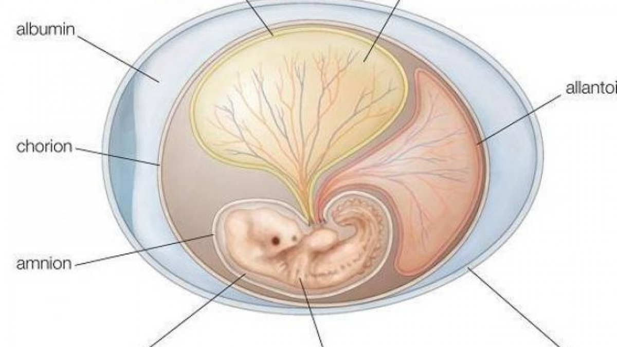 Chăm Sóc Sức Khỏe Mẹ Bầu Để Thúc Đẩy Sự Phát Triển Của Phôi Thai