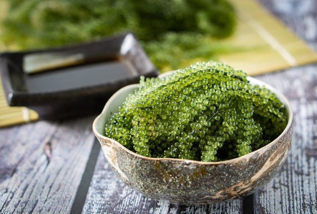 Công dụng của rong nho, nên ăn rong nho tươi hay khô? - 1
