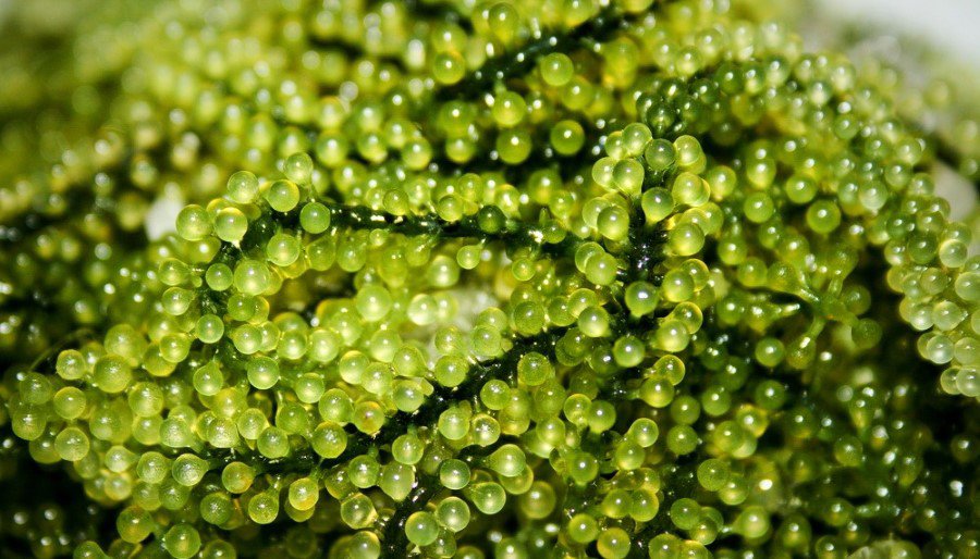 Công dụng của rong nho, nên ăn rong nho tươi hay khô? - 2