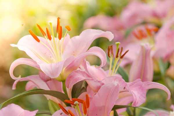 Cách trồng Hoa Ly và chăm sóc để hoa nở đẹp trong ngày Tết - 5