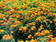 Nhà đẹp - Hoa Ngũ Sắc - Ý nghĩa phong thủy, tác dụng và cách trồng tốt nhất