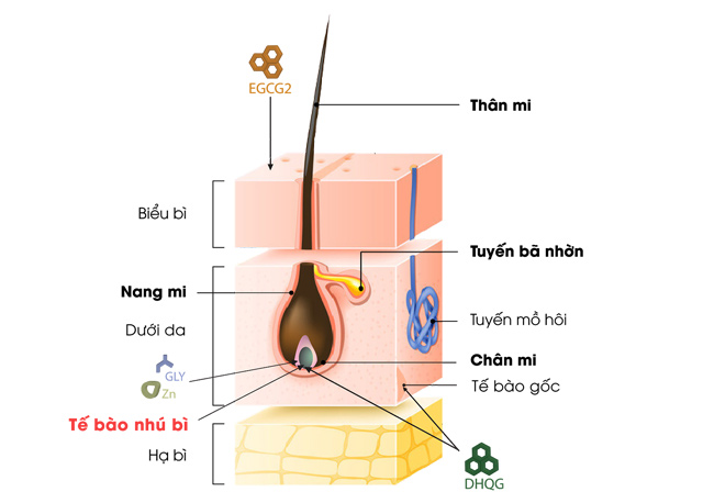 Redensyl – hoạt chất đột phá hỗ trợ giảm rụng mi, giúp mi mọc dày, dài và cong tự nhiên - 1