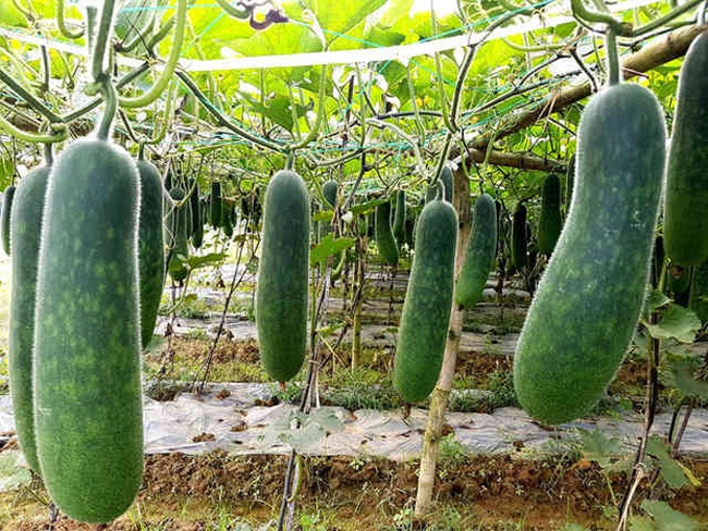 Những loại quả ở Việt Nam mà ai cũng tưởng lầm là rau củ, thứ đầu tiên amp;#34;gây sốcamp;#34; - 8