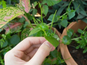 Sức khỏe - Công dụng của rau càng cua? Ai không nên ăn rau càng cua?