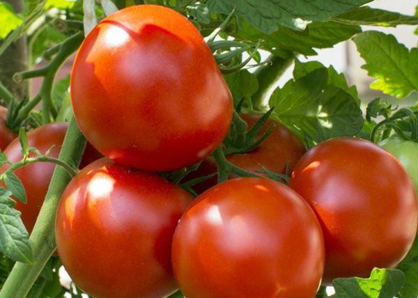 Cách làm nước ép cà chua ngon, dễ uống giữ nguyên dưỡng chất - 1