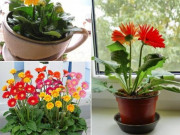 Nhà đẹp - Cách trồng hoa đồng tiền đơn giản, cây cứng cáp, bung nở quanh năm