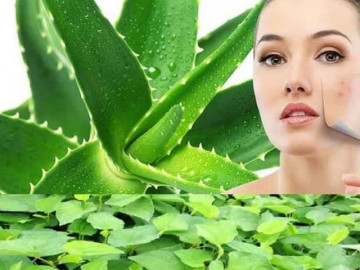 Tác dụng của nha đam trong điều trị mụn