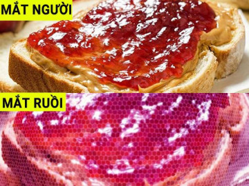Thế giới trông ra sao qua con mắt của các loài động vật?