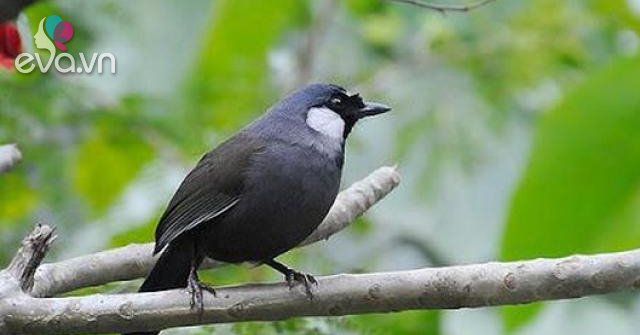 cách chọn chim khướu