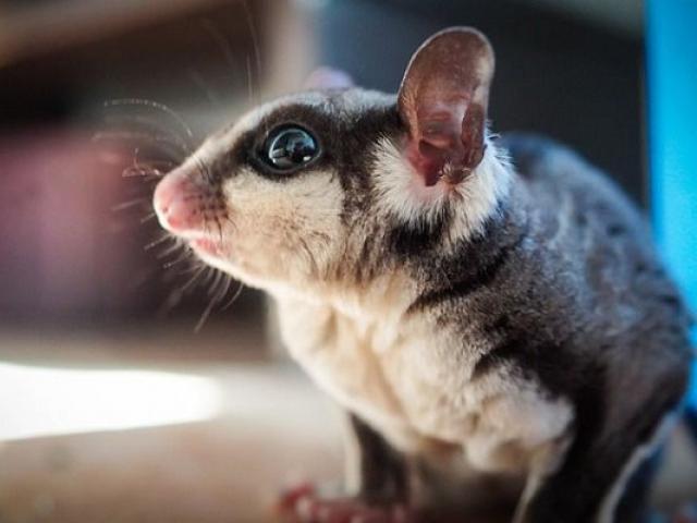 Sóc bay: Đặc điểm, môi trường sống, cách nuôi và chăm sóc