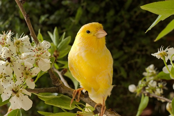 The Canary is an intelligent and agile bird