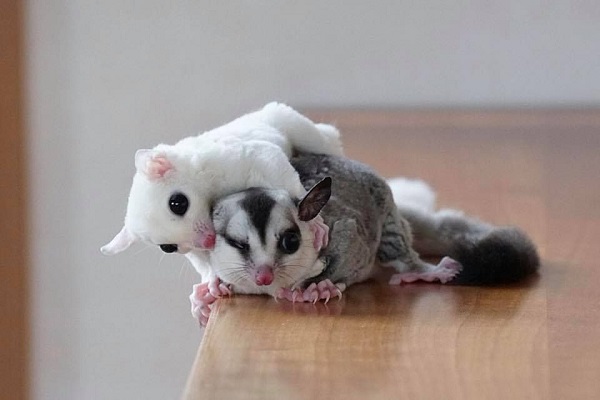 Sóc bay: Đặc điểm, môi trường sống, cách nuôi và chăm sóc - 4