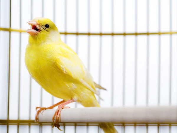 Image of Canary bird