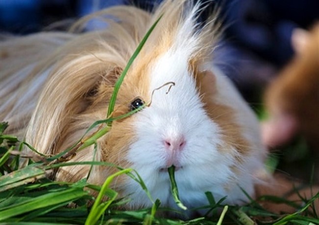 Chuột lang - Tập tính, sinh sản và cách nuôi - 8